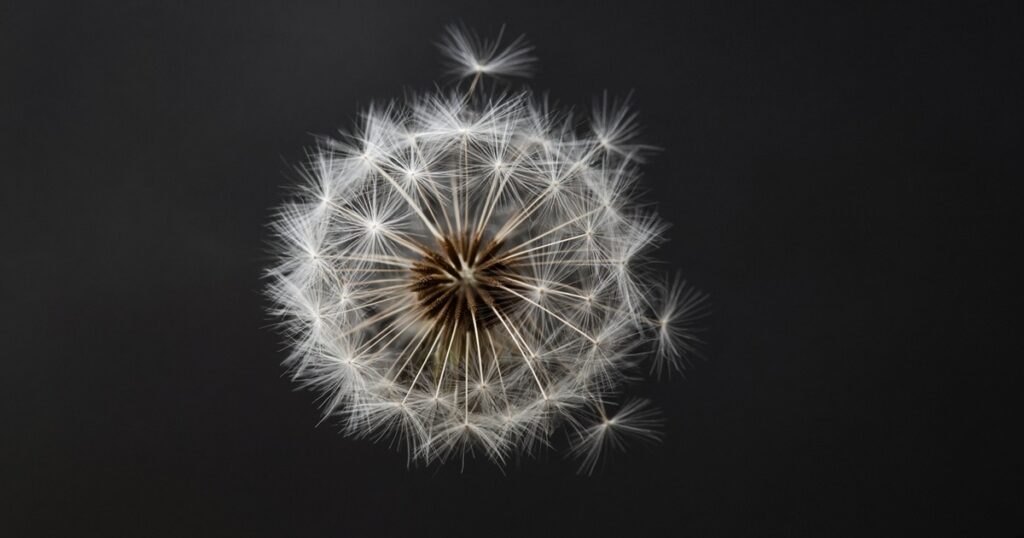 A dandelion seed head against a dark background.
