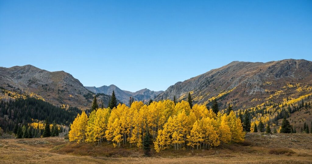 Golden aspen trees in a high mountain valley under blue sky.